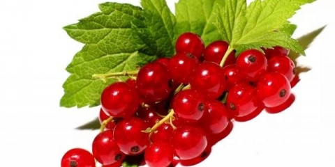 Rezidba crvene ribizle u jesen